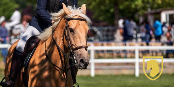 Royal Windsor Horse Show Chauffeur Car Rental Services